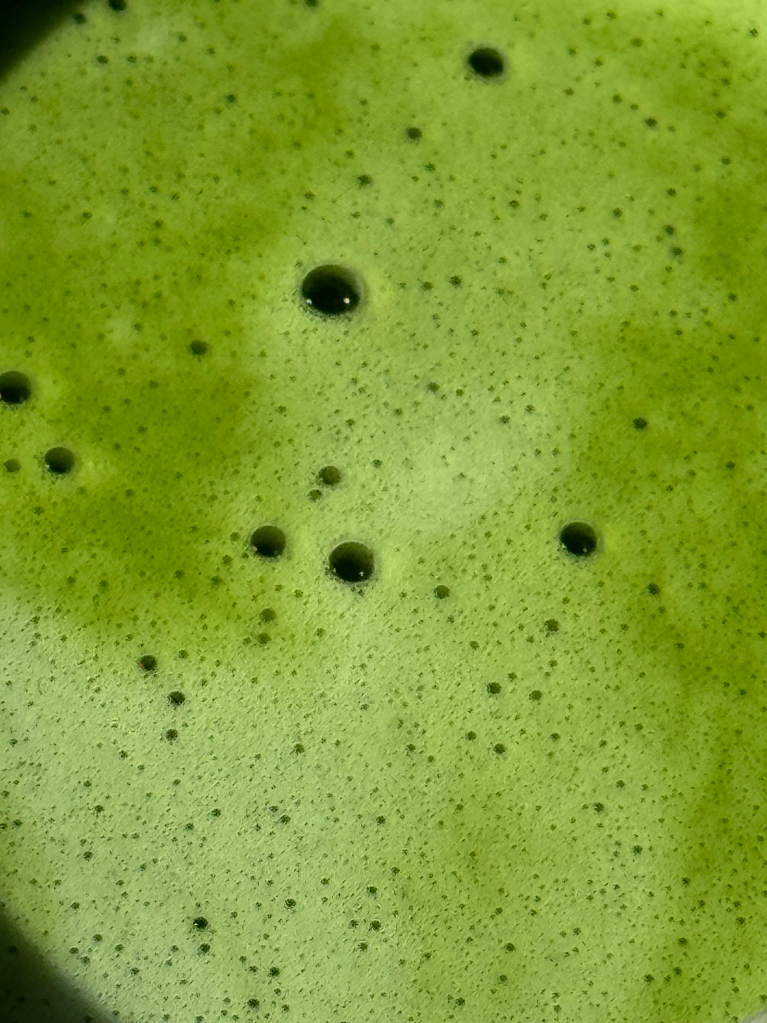 Bio Matcha - JŌ